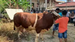 Antusias Warga Menunggu Daging Sapi 1 Ton Kurban Perdana Presiden RI di Pasaman Barat