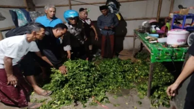 Sindikat Pencuri Cabai di Situbondo Terbongkar, Petani Rugi Besar dan Tanaman Rusak