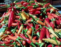 Harga Cabai Melonjak di Pekanbaru Akibat Banjir Sumbar, Tembus Rp130 Ribu/kg