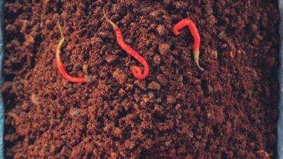 Samba Lado Pado: Kuliner Legenda Minang yang Jadi Peluang Bisnis Gen Z