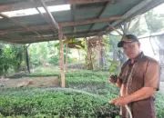 Inspiratif! Wali Nagari Koto Taratak Sukses Bertani, Hasilkan Belasan Juta per Bulan