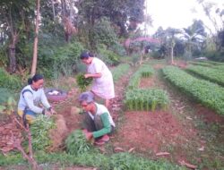 Petani Korban Banjir di Padang Mulai Panen Sayuran Jelang Lebaran, Ekonomi Kembali Bergerak