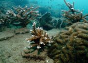 Timbunan Perak Ditemukan di Dasar Laut China Selatan, Peneliti Kaitkan dengan Dampak Revolusi Industri dan Pemanasan Global