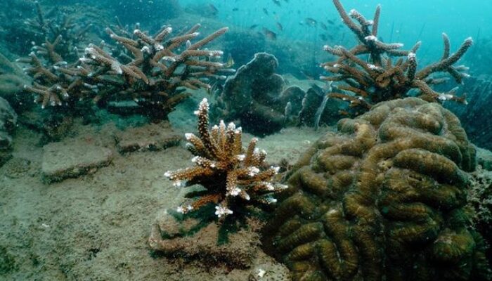 Timbunan Perak Ditemukan di Dasar Laut China Selatan, Peneliti Kaitkan dengan Dampak Revolusi Industri dan Pemanasan Global