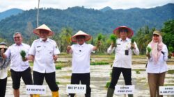 23 Hari Tuntaskan Rehabilitasi Sawah, Padang Pariaman Gelar Tanam Serentak Pascabencana