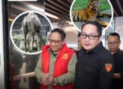 Dana Kesejahteraan KBS “Disunat”, Banyak Hewan Kurus Karena Kurang Gizi