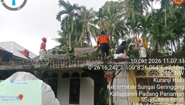 Pohon Tumbang Timpa Rumah Warga di Sungai Limau, Kerugian Capai Rp45 Juta