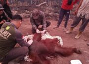 Orang Utan Bara Dievakuasi Akibat Karhutla di Kotawaringin Barat, Alami Luka Ringan