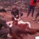 Orang Utan Bara Dievakuasi Akibat Karhutla di Kotawaringin Barat, Alami Luka Ringan